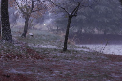 Trees on field