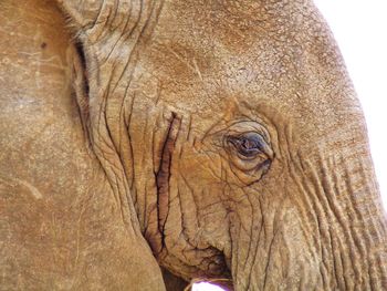 Close-up of elephant