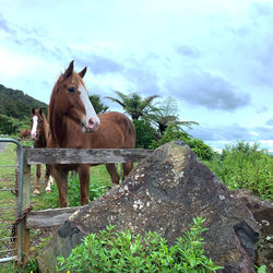 View of an animal in ranch against sky