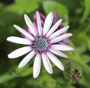 Close-up of pink flower growing outdoors