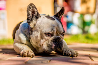 Close-up of dog resting