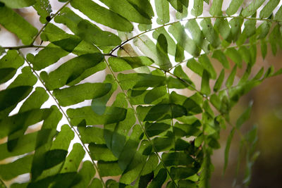 Close-up of fresh green plant