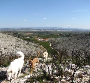 View of sheep on landscape against sky