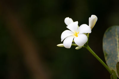 Close-up of white flowering plant