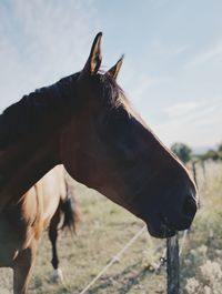 Close-up of horse