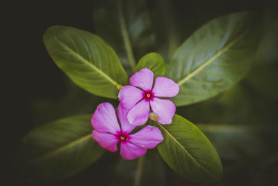 Close-up of iris blooming outdoors