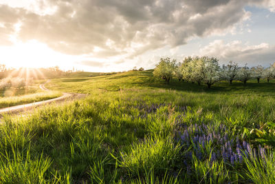 Scenic view of field against sky