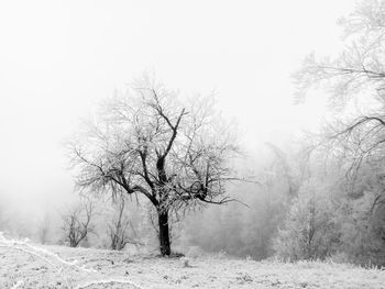 Bare trees on snow covered field against sky