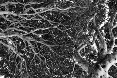 branch