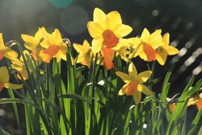 Close-up of yellow flowering plant on field