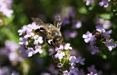 Close-up of bee on purple flower