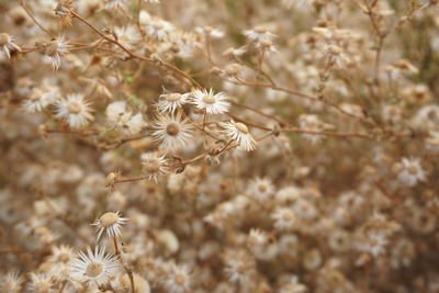 Close-up of white flowers on field