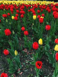 Red tulips in field