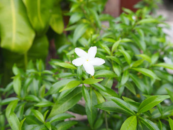 Close-up of frangipani blooming outdoors