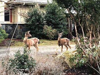 Horses on grass