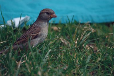 Close-up of a bird on grass