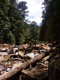 Rocks and trees in forest against sky