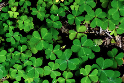 High angle view of green leaf floating on water