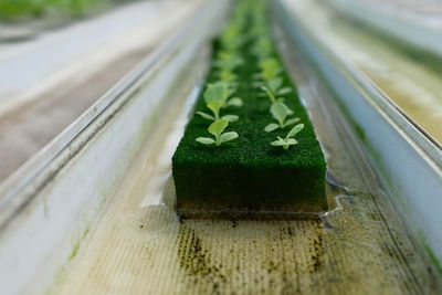 High angle view of leaf on table