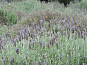 Purple flowers growing in field