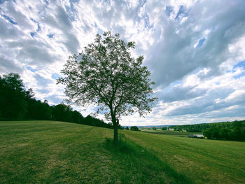 Tree on field against sky