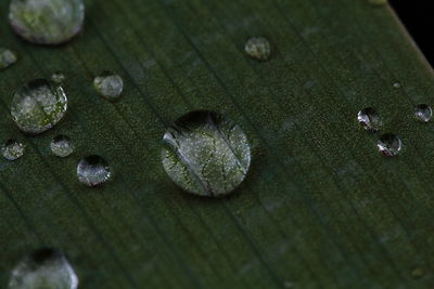 High angle view of water drops on leaf