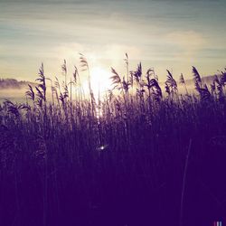 Plants growing on field against sky