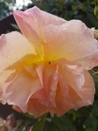 Close-up of wet rose blooming outdoors