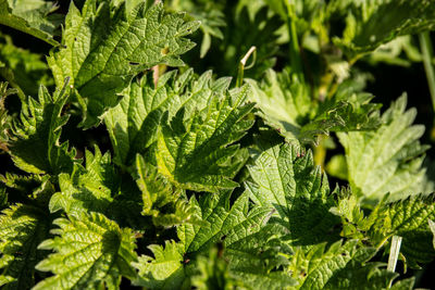 Close-up of fresh green leaves