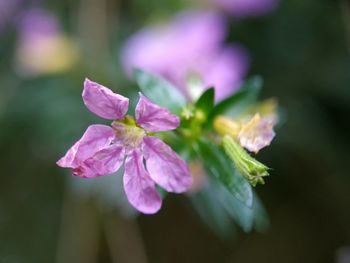 Close-up of pink flowering plant leaves