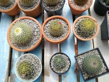 High angle view of potted plants on table