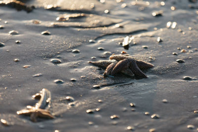 Close-up of jellyfish on wet sand