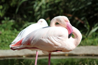 Close-up of a bird