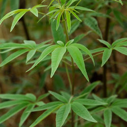 Close-up of plant growing on field