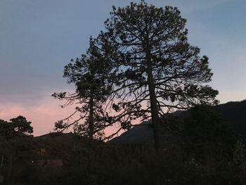 Low angle view of silhouette tree against sky during sunset