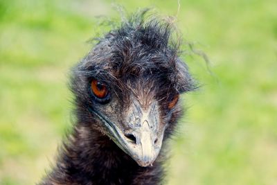 Close-up of an ostrich