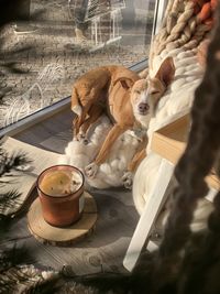 High angle view of dog on table