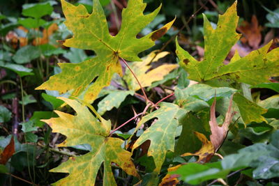Close-up of green leaves