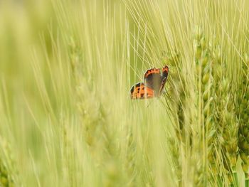 Close-up of butterfly on crop