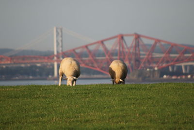 Sheep in foreground with forth bridge behind