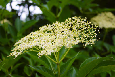 Close-up of white flowering plant