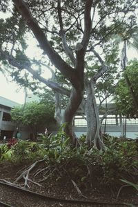 Trees by plants against sky