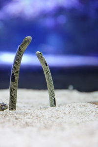 Close-up of lizard on sand