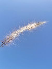 Close-up of plant against blue sky