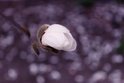 Close-up of white flowering plant