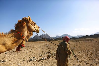 Rear view of man with camel on desert against sky