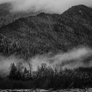 Scenic view of foggy forest