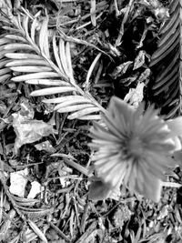 Close-up of flowers