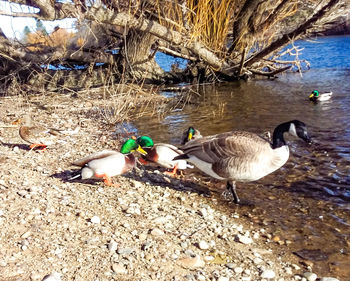 Birds on lakeshore