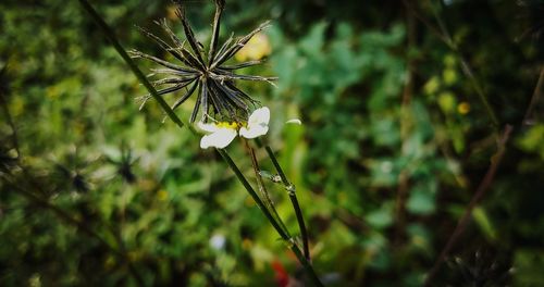 Close-up of white flowering plant
